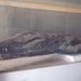 2007_egypttrip045